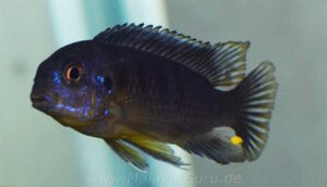 Tropheops sp. 'black dorsal' Makonde